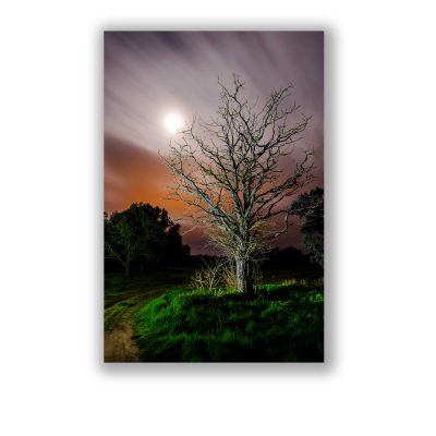 El árbol y la Luna